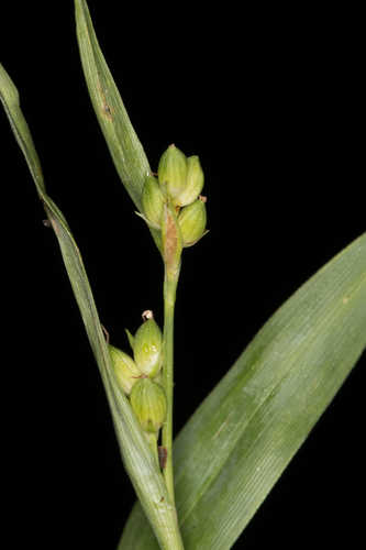Carex pigra #1